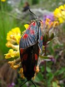 IMG_0900
