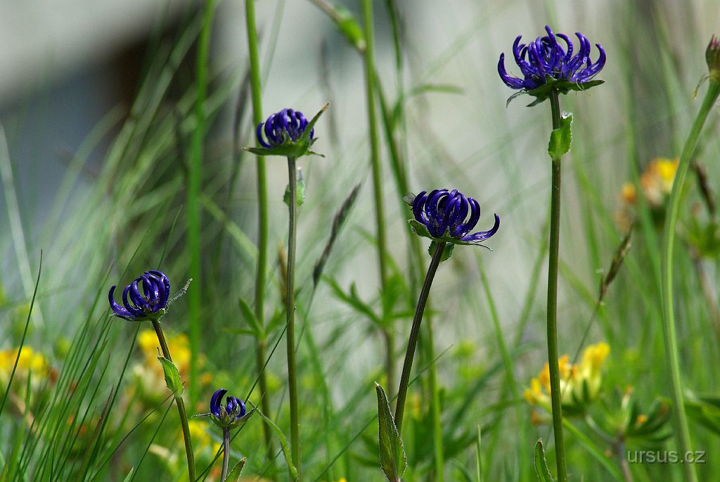 IMGP2587.JPG - zvonečník hlavatý (Phyteuma orbiculare L.)