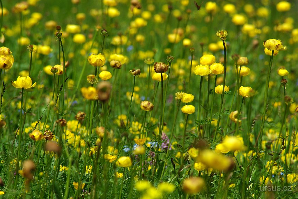 IMGP2591.JPG - Zlatý krasavec upolín evropský (Trollius europaeus L.)