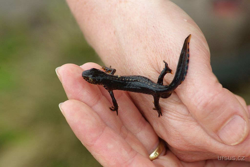 IMGP3225.JPG - Z jedné mokřadní tůně jsem vytáhl fečného čolka horského (Triturus alpestris)