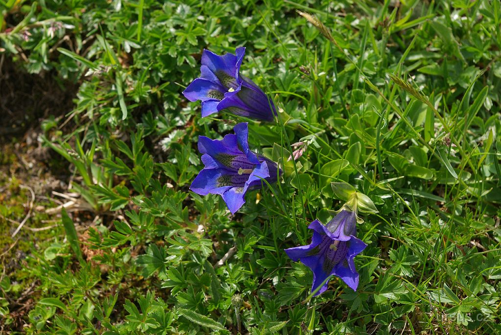 IMGP3252.JPG - Nádherný hořec bezlodyžný (Gentiana acaulis) zdobí pestré louky.