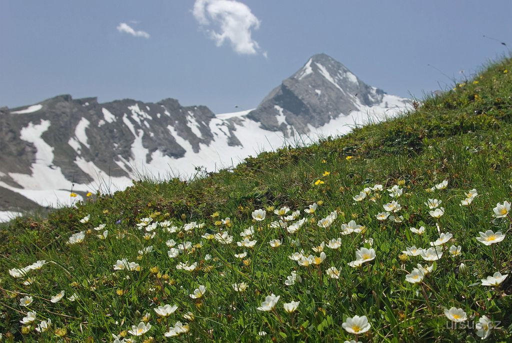 IMGP3434-2.jpg - Zpáteční cestu od Kitzsteinhorn station jdeme pěšky po rozkvetlých loukách.