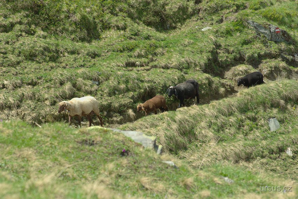 IMGP3502.JPG - Ovce i krávy jsou během léta volně vypuštěné v horském terénu.