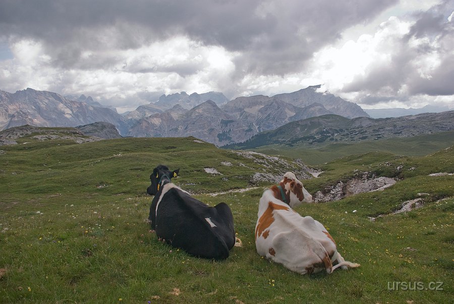 IMGP5713.jpg - Ryzí pohoda alpského kravstva.