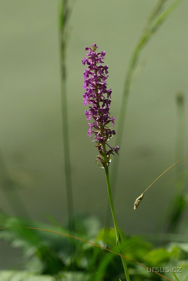 IMGP7417.JPG - Orchidejí je v alpách nesčetné množství. Proto vám také tento vstavač do druhu neurčím :-)