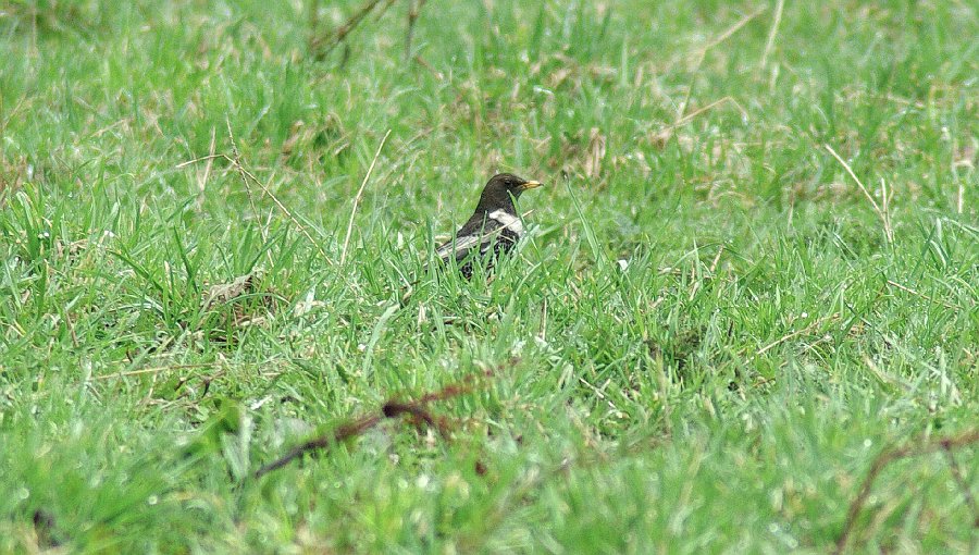 IMGP6399.jpg - Cestou potkáváme povedeného kosa horského (Turdus torquatus)