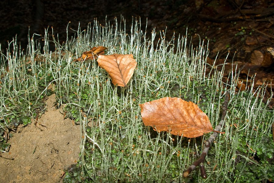 IMGP6460.jpg - Nacházíme taky zajímavou játrovku pobřežnici obecnou (Pellia epiphylla).