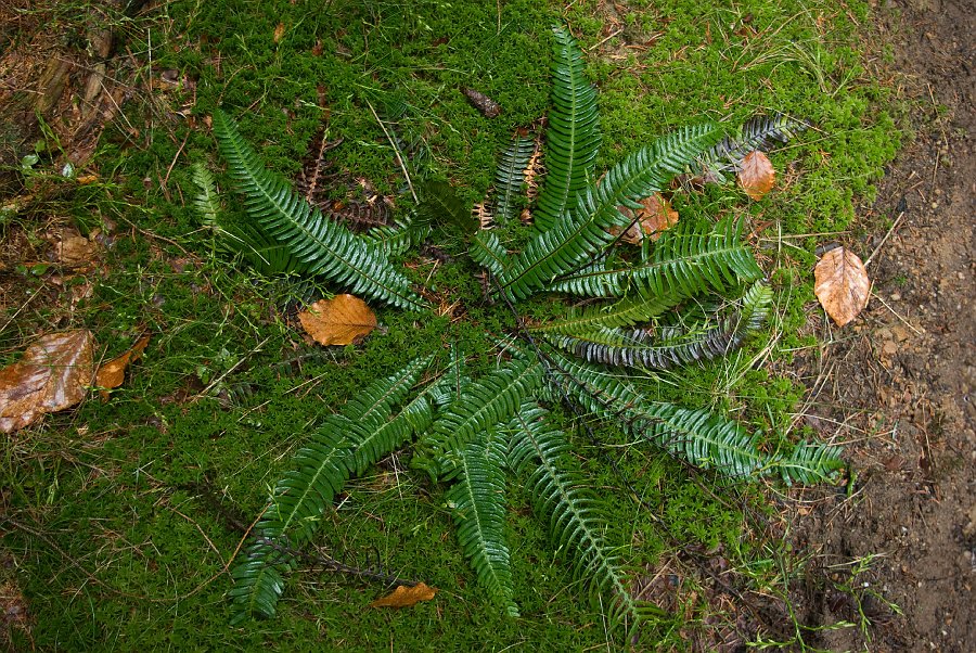 IMGP6688.jpg - krásná žebrovice různolistá (Blechnum spicant)