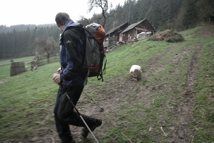 IMGP6718.jpg - Při zpáteční cestě dochází k poslednímu klání. Tentokrát však proti rozběsněné huse domácí. Nebýt dobrých teleskopických holí, možná by zde tato galerie ani nebyla.