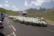 Kolem horské chaty Refuge de Pombie scházíme na silnici D934, která spojuje Francii se Španělskem. Ovečkám jsou však jízdní předpisy úplně ukradené.