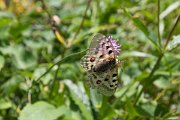 Procházíme přes rozkvetlé alpinské louky po kterých poletují vzácní jasoni červenoocí.